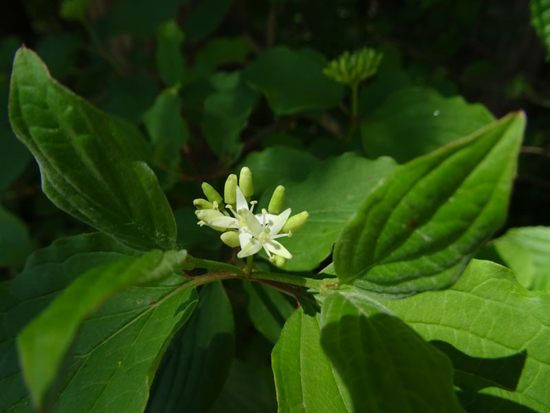 Cornus sanguinea - Cornaceae